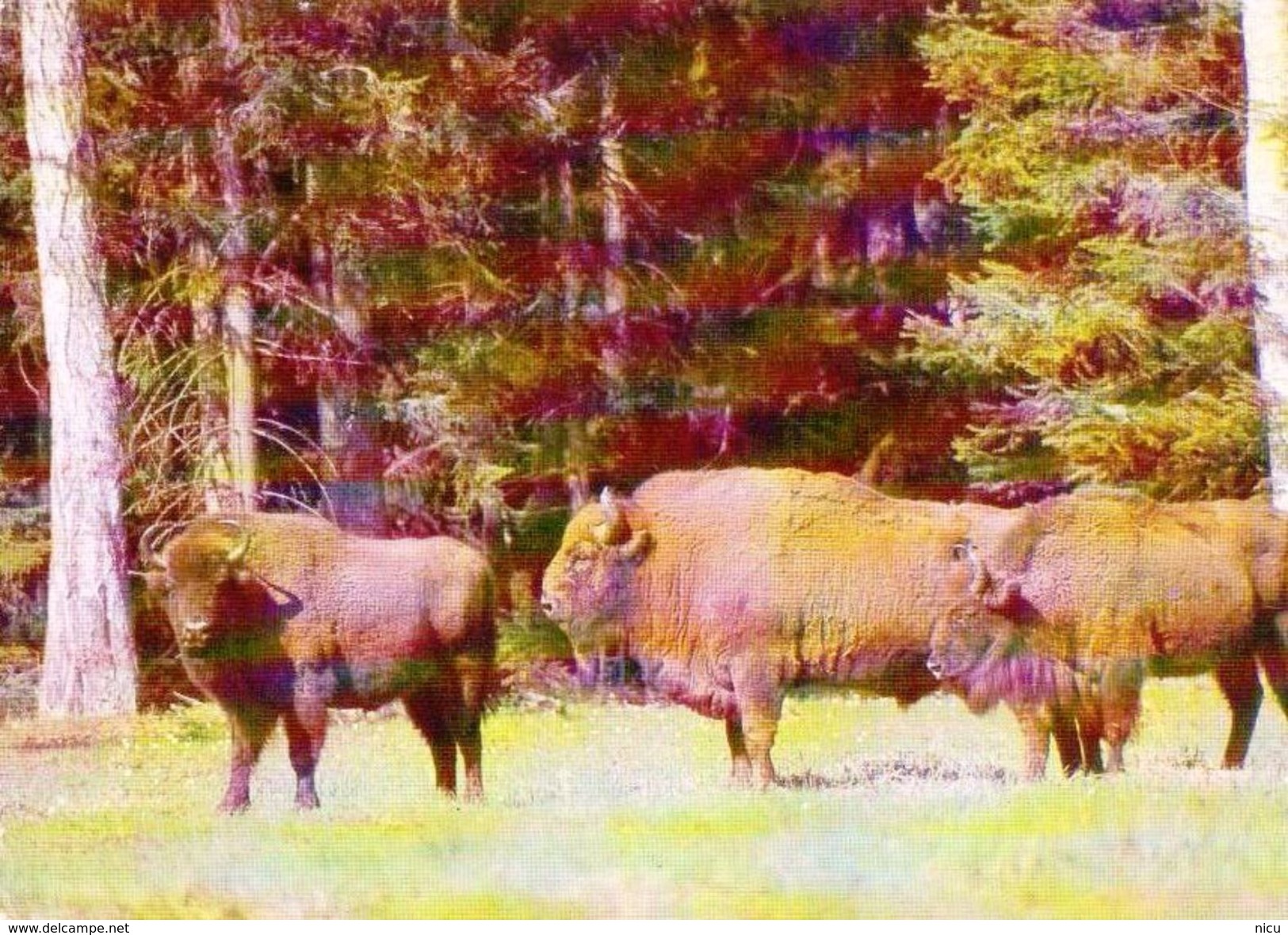 ANIMALS - EUROPEAN BISON  (Bison Bonasus) - Tiergarten