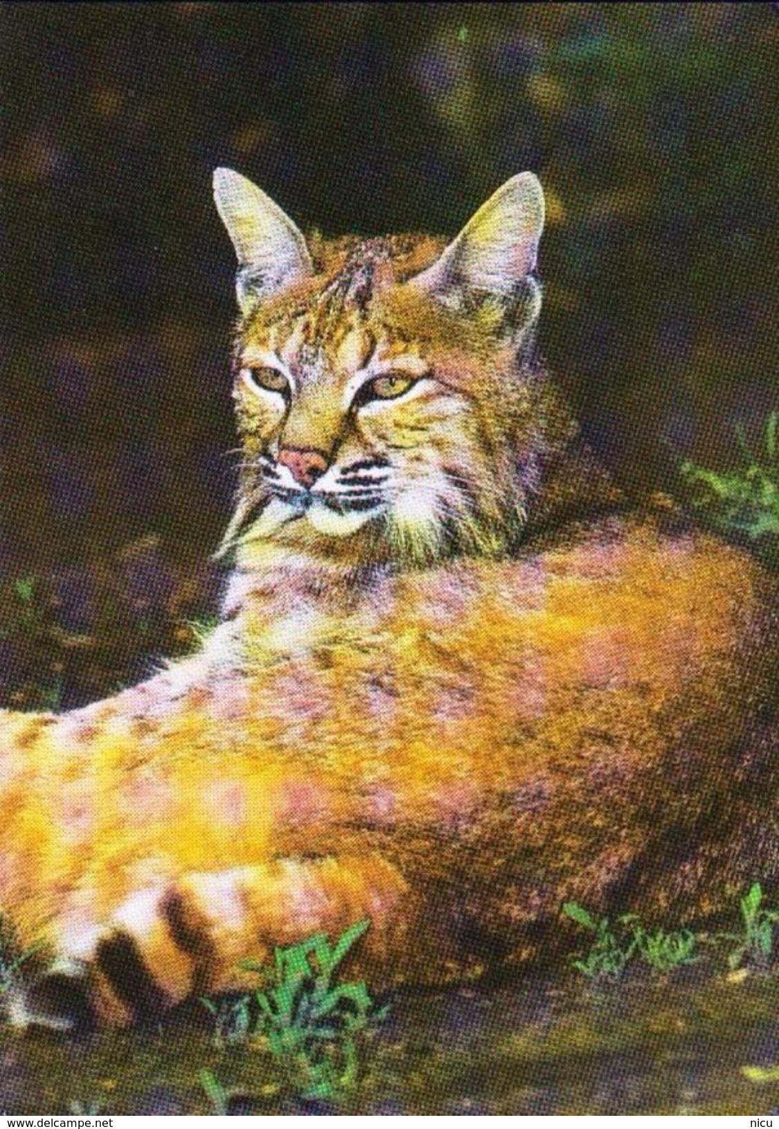 ANIMALS - EUROPEAN LYNX  (Lynx Lynx) - Tiergarten