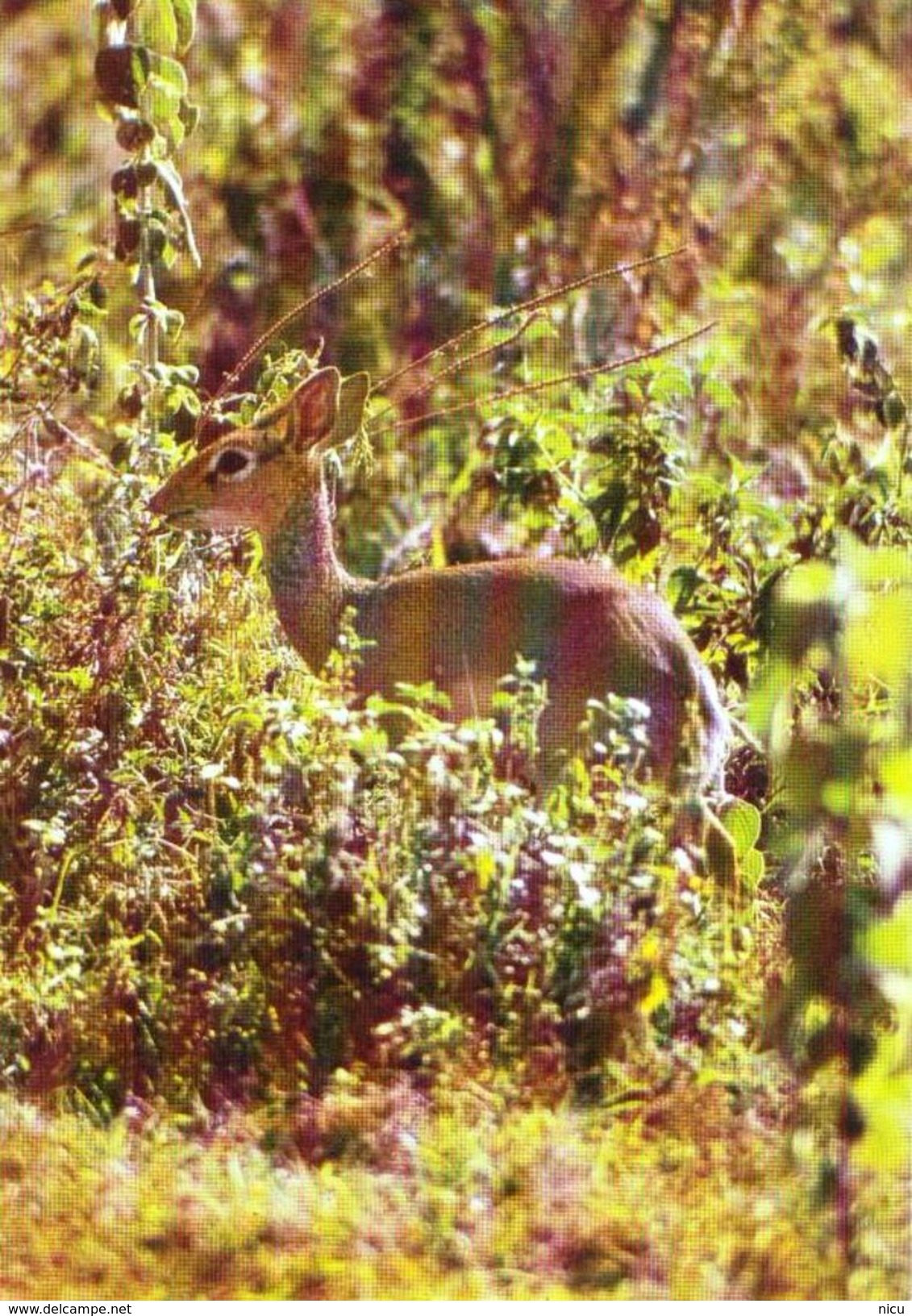 ANIMALS - ANTELOPE  (Madoqua Kirkii - Tiergarten