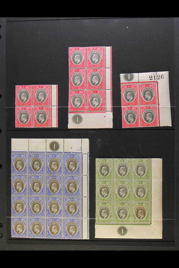 1903 - 1904 KEVII MINT MULTIPLES SELECTION  A Selection Of Mint Multiples With Most Stamps Being Never Hinged. Includes - Other & Unclassified