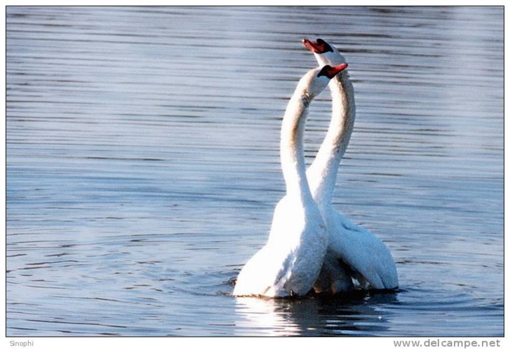 03A 077   @    Bird Swans Oiseaux  Cygnes Vögel  Schwäne Pajaros  Cisnes  ( Postal Stationery , Articles Postaux ) - Cygnes