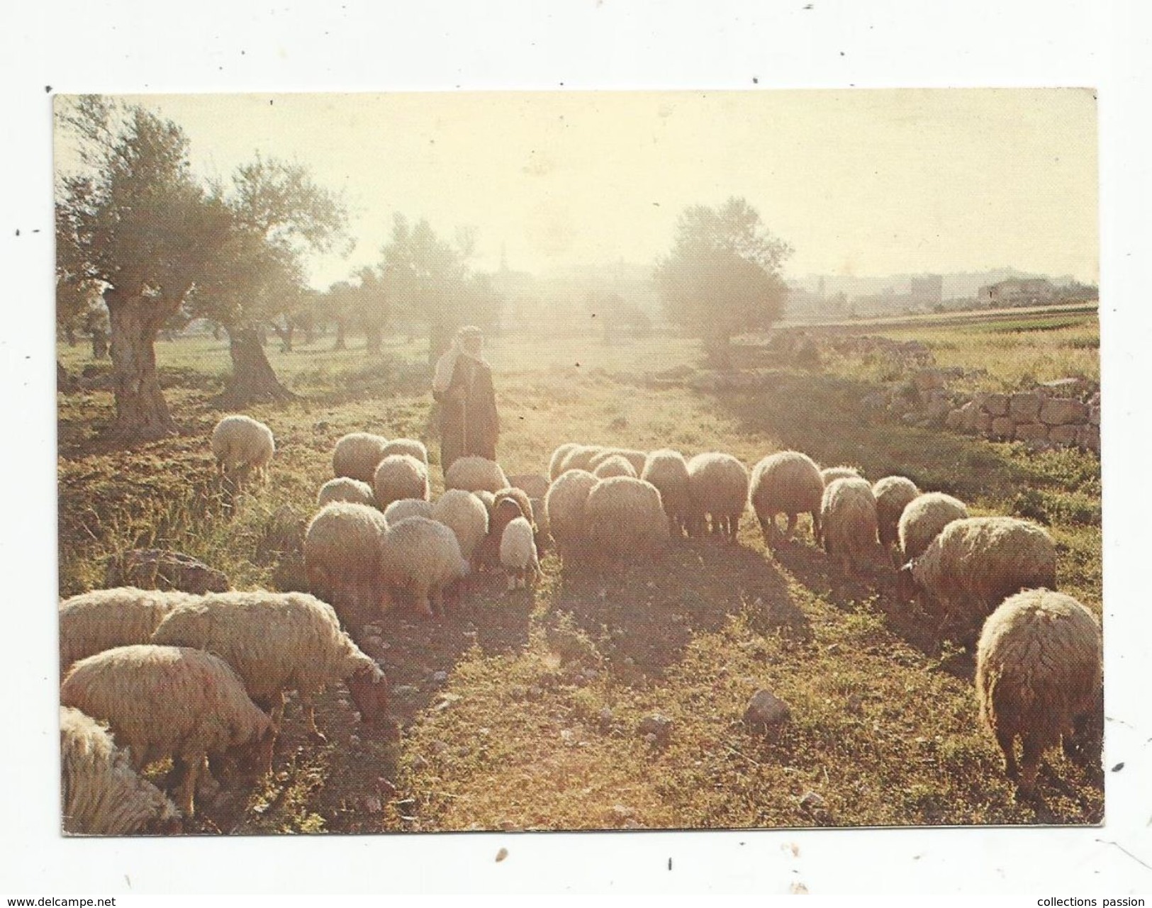 Cp , Agriculture , élevage , Moutons , Berger , Israel , Bethleem , Champ Des Bergers, écrite - Elevage