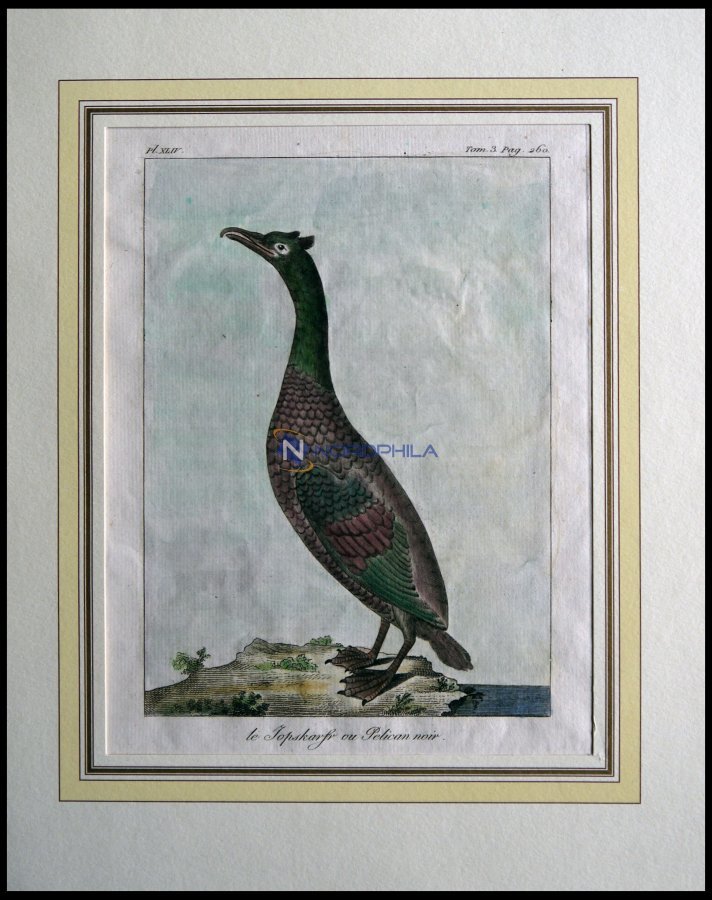 Der Pelikan (le Jopskarfr Ou Pelican Noir), Kolorierter Kupferstich Von Olafsen Aus Atlas Du Voyage En Islande Von 1802 - Litografía