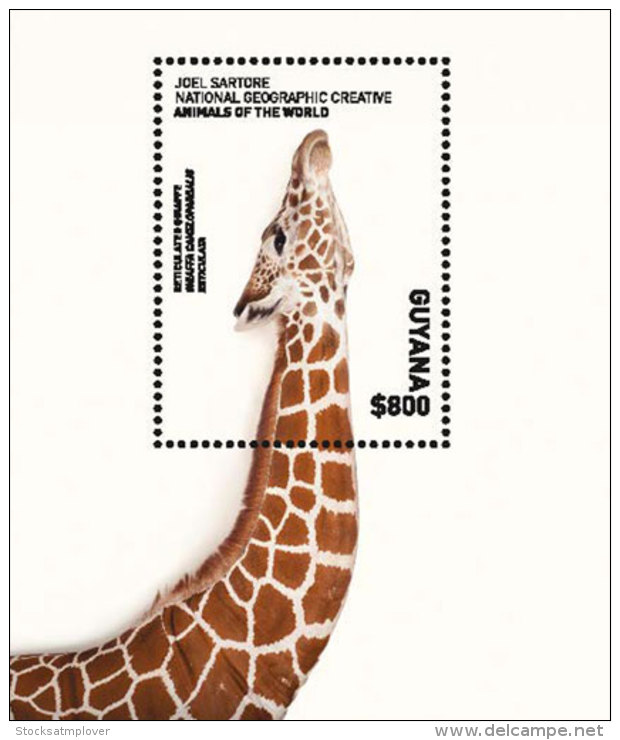 Guyana 2017 Fauna Flora Animals National Geographic Giraffe-I70081 - Other & Unclassified