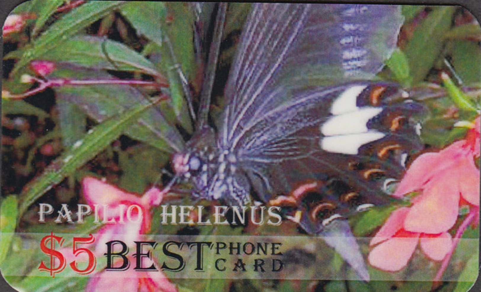 BUTTERFLIES VERY INTERESTING   -1 Card - Butterflies