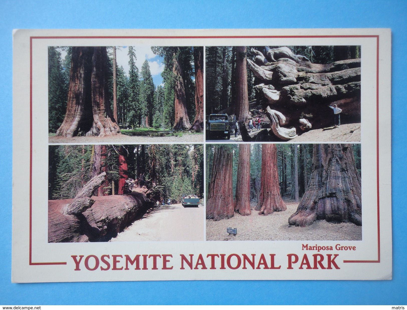 Mariposa Grove - Yosemite National Park - California - Vedutine - Affrancatura Meccanica Rossa - Yosemite