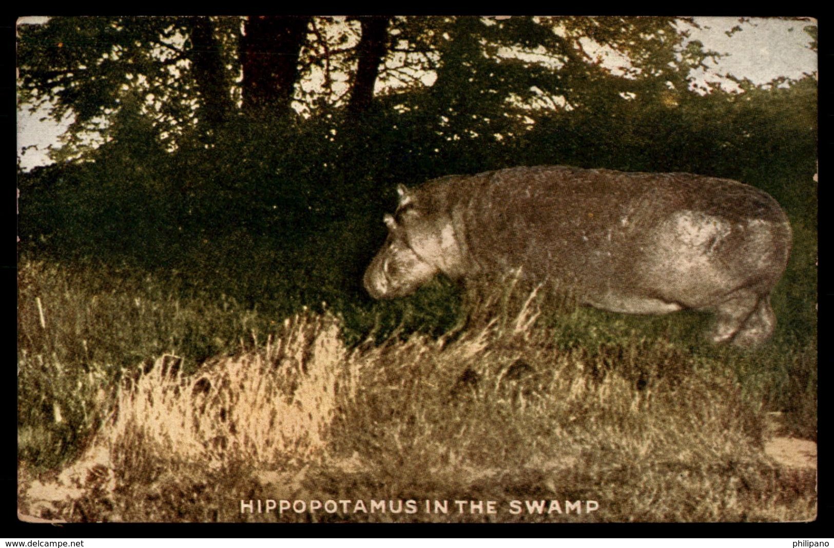 Hippopotamus  In The Swamp    Ref 2677 - Hippopotames