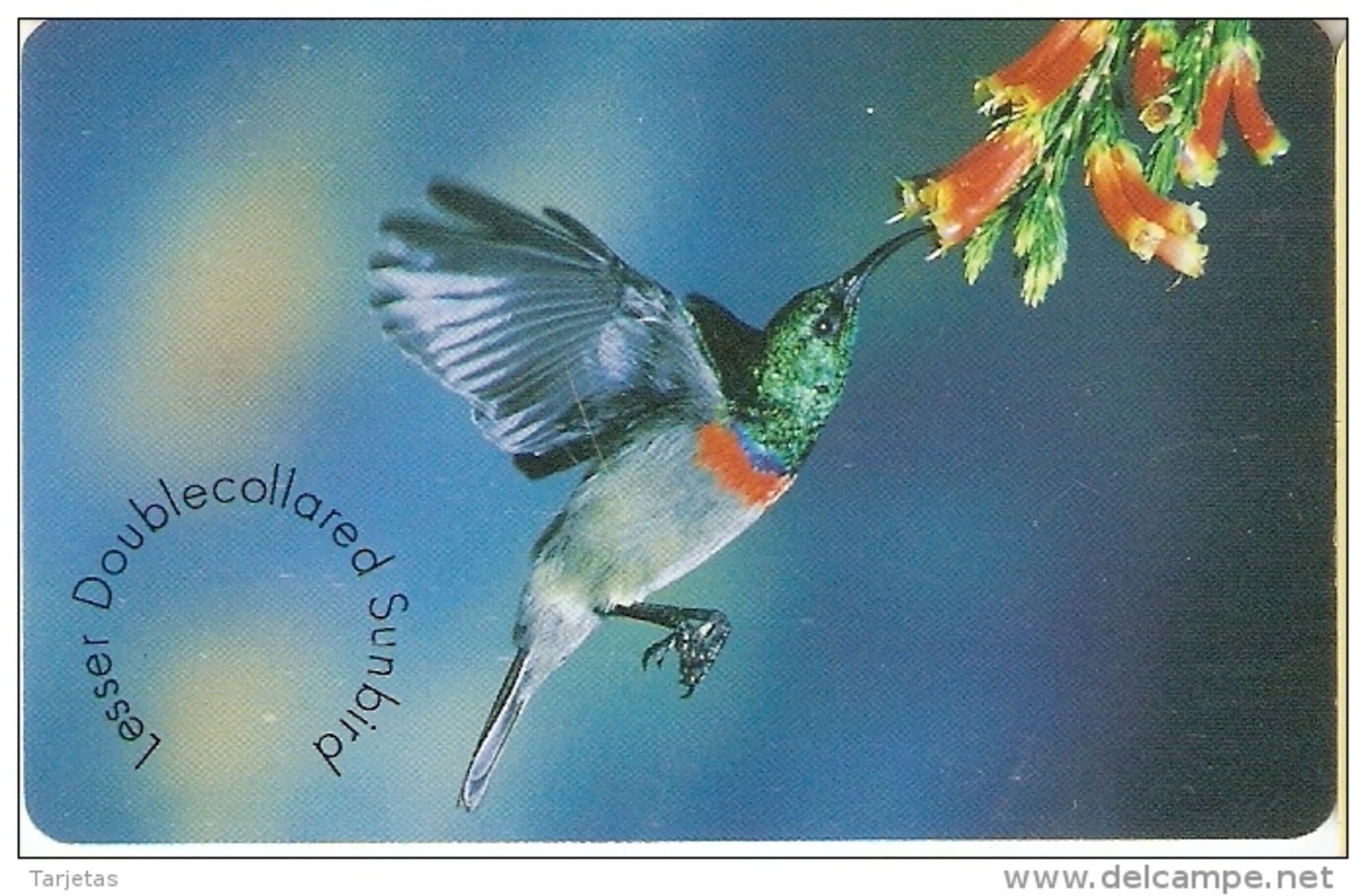 TARJETA DE SUDAFRICA DE UN COLIBRI (BIRD-PAJARO) - Otros & Sin Clasificación