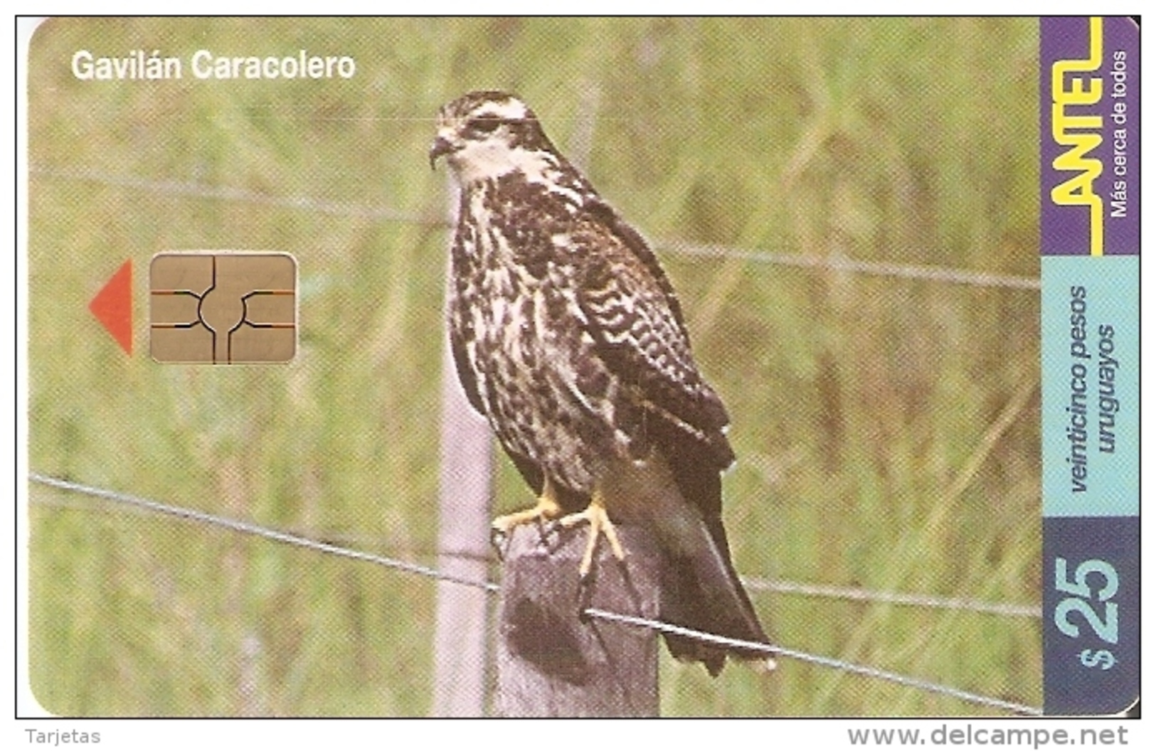 Nº 151 TARJETA DE URUGUAY DEL GAVILAN CARACOLERO (BIRD-PAJARO) EAGLE-AGUILA - Uruguay