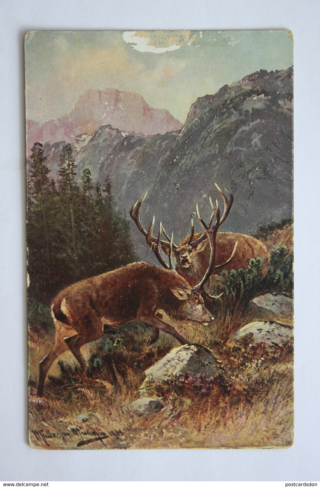 Mueller Style - Hunting - Chasse - Roe Deer  - Old Vintage Postcard - Müller, August - München