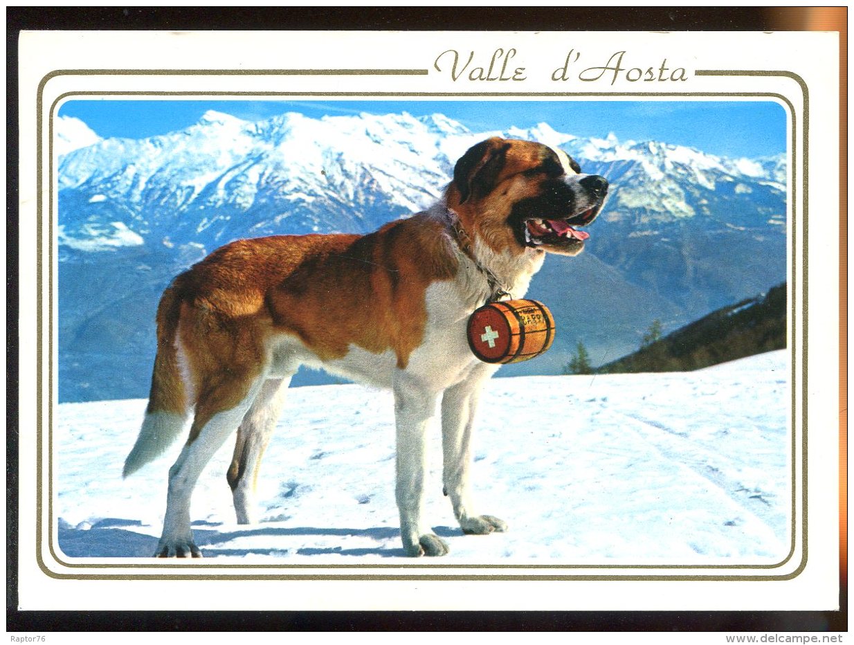 CPM Neuve Italie VALLE D'AOSTA Chien Saint Bernard - Altri & Non Classificati