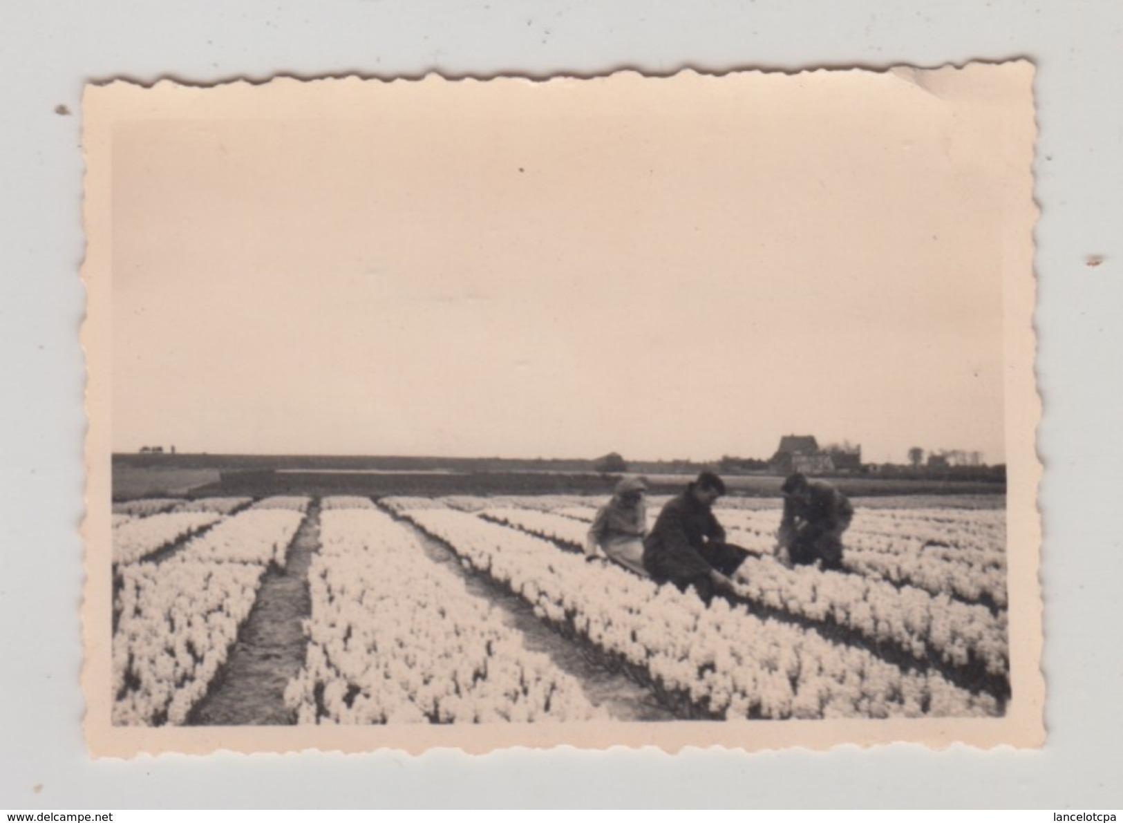 HILLEGOM / CHAMP DE JACINTHES 1947 (PHOTO 9X6) - Otros & Sin Clasificación