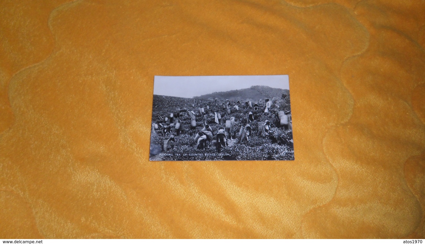 CARTE POSTALE ANCIENNE NON CIRCULEE DATE ?. / PLUCKING TEA, UP-COUNTRY ESTATE CEYLON. - Sri Lanka (Ceylon)