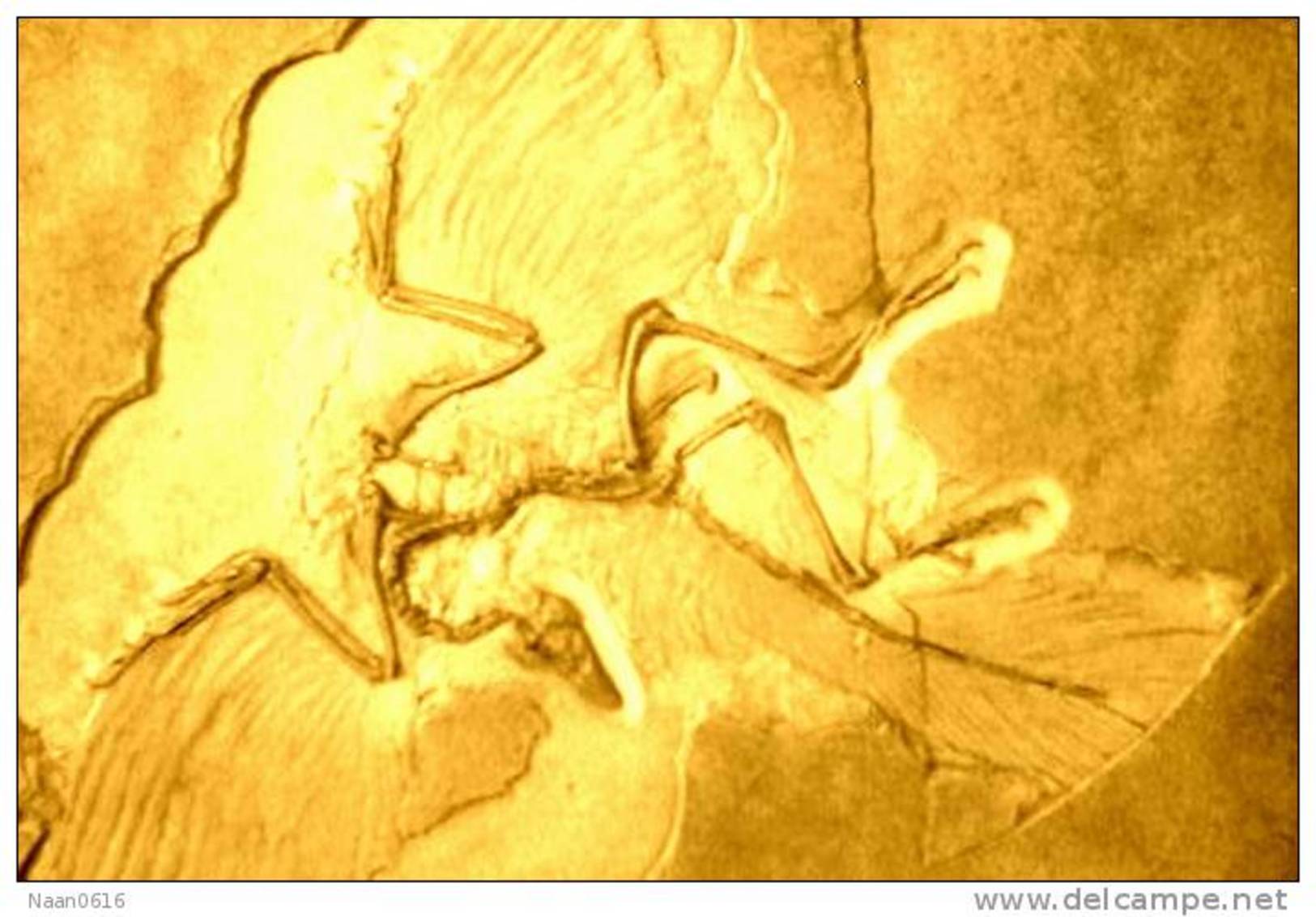(NZ10-021 )   Archaeopteryx   Fossils  , Postal Stationery-Postsache F - Fossielen