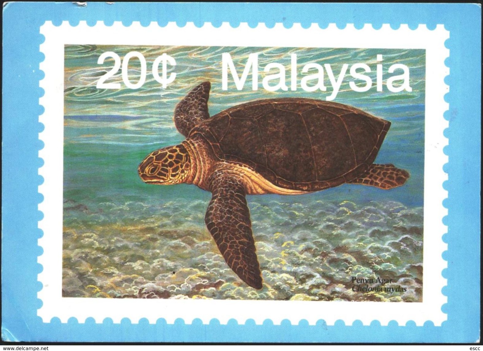 Mailed Postcard Stamp Turtle With Stamps Aviation Airplane 1989 From Malaysia - Turtles