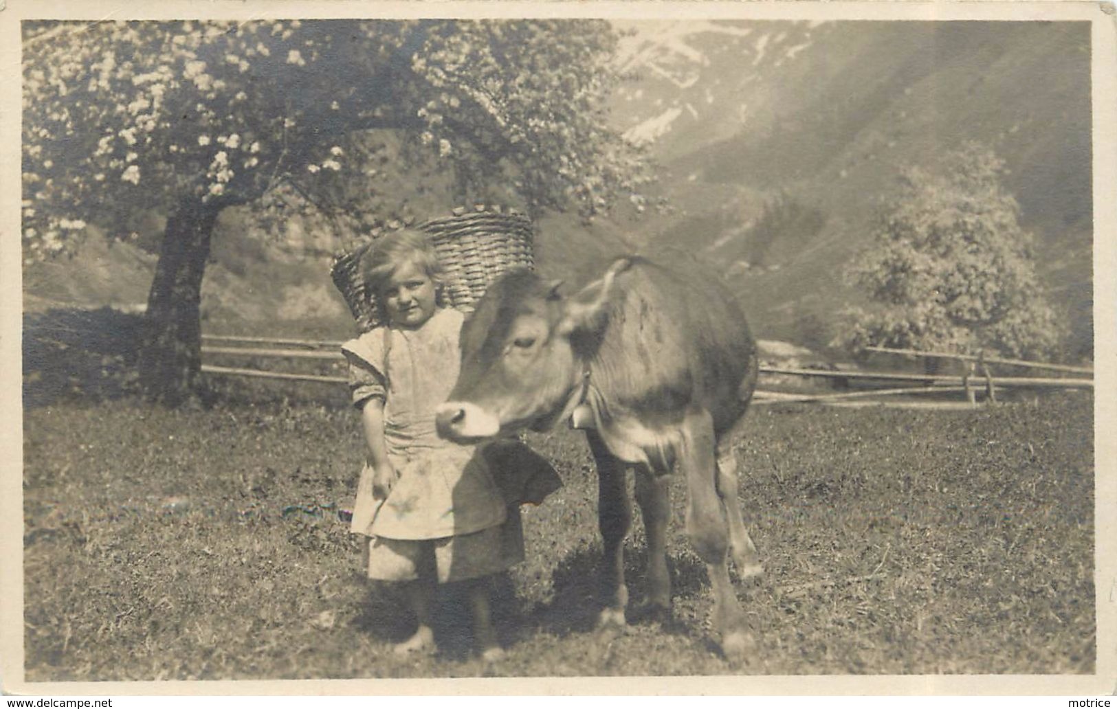 Vue Champêtre - J Gaberell Photographe Thalwill. (carte Photo) - Thalwil