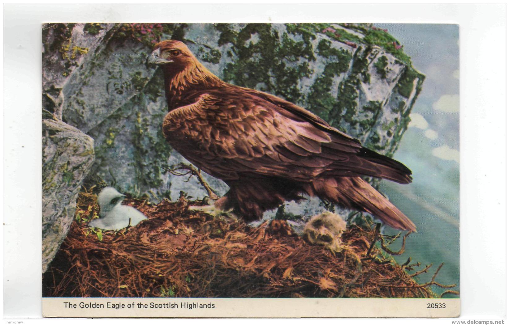 Postcard - British Birds - The Golden Eagle - Card No 20533 Very Good - Unclassified