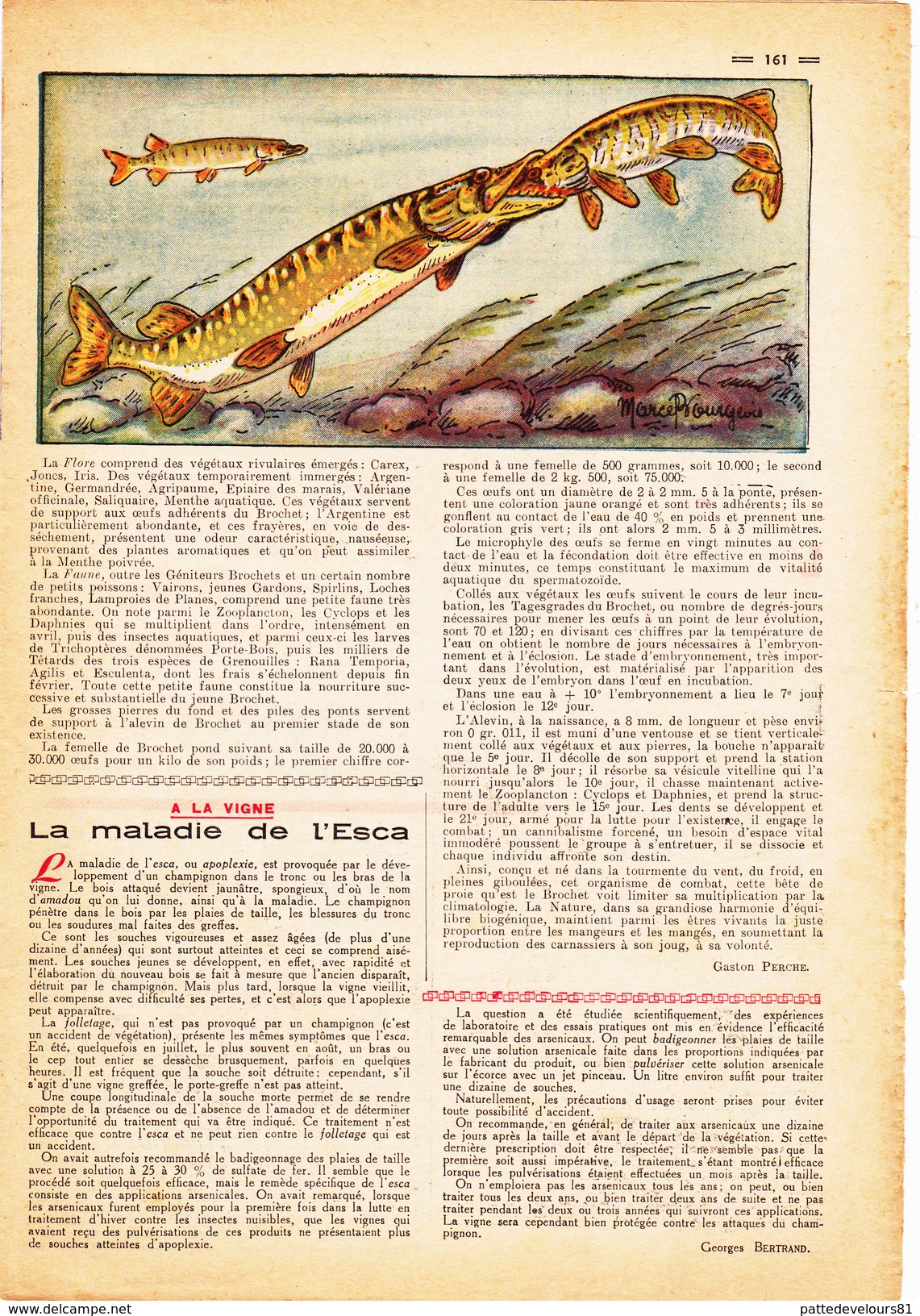 RUSTICA Préparation De Nourriture Des Lapins Rabbit La Reproduction Du Brochet Poisson Fish (3 Scans) - Nature