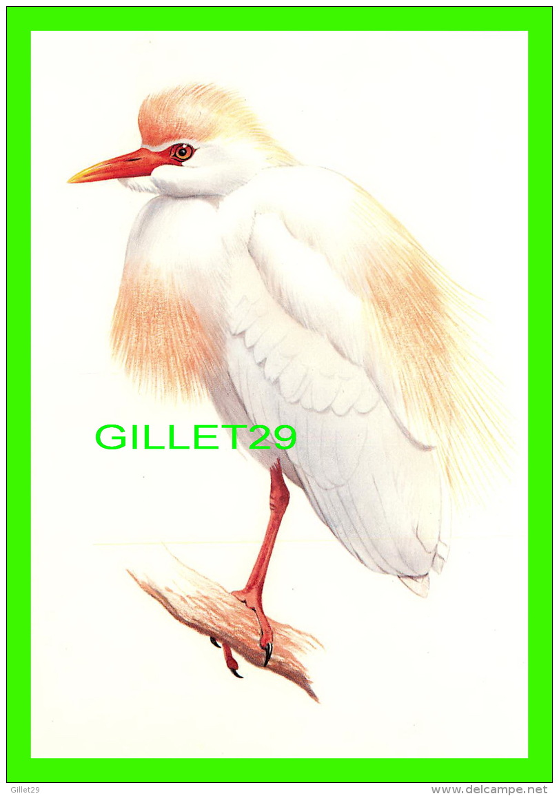 BIRD, OISEAUX - LE HÉRON GARDE-BOEUFS - THE CATTLE EGRET  -  1992 SÉLECTION READER'S DIGEST - - Oiseaux