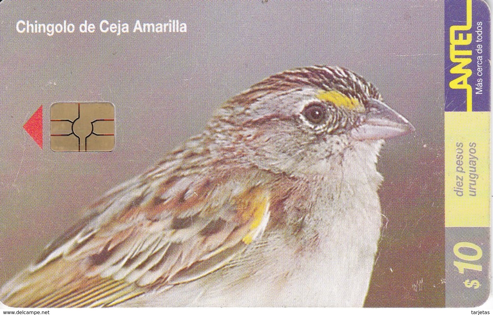 Nº 130 TARJETA PAJARO CHINGOLO CEJA AMARILLA DE 10$ (BIRD) - Uruguay