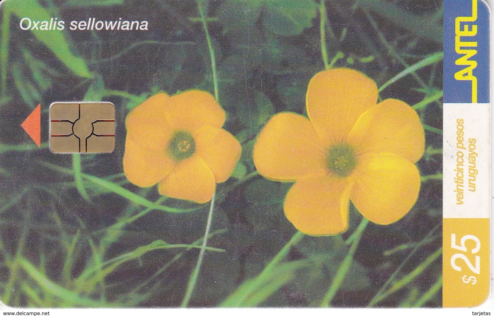 Nº 219 TARJETA DE URUGUAY DE LA FLOR MACACHIN AMARILLO (FLOWER) - Uruguay