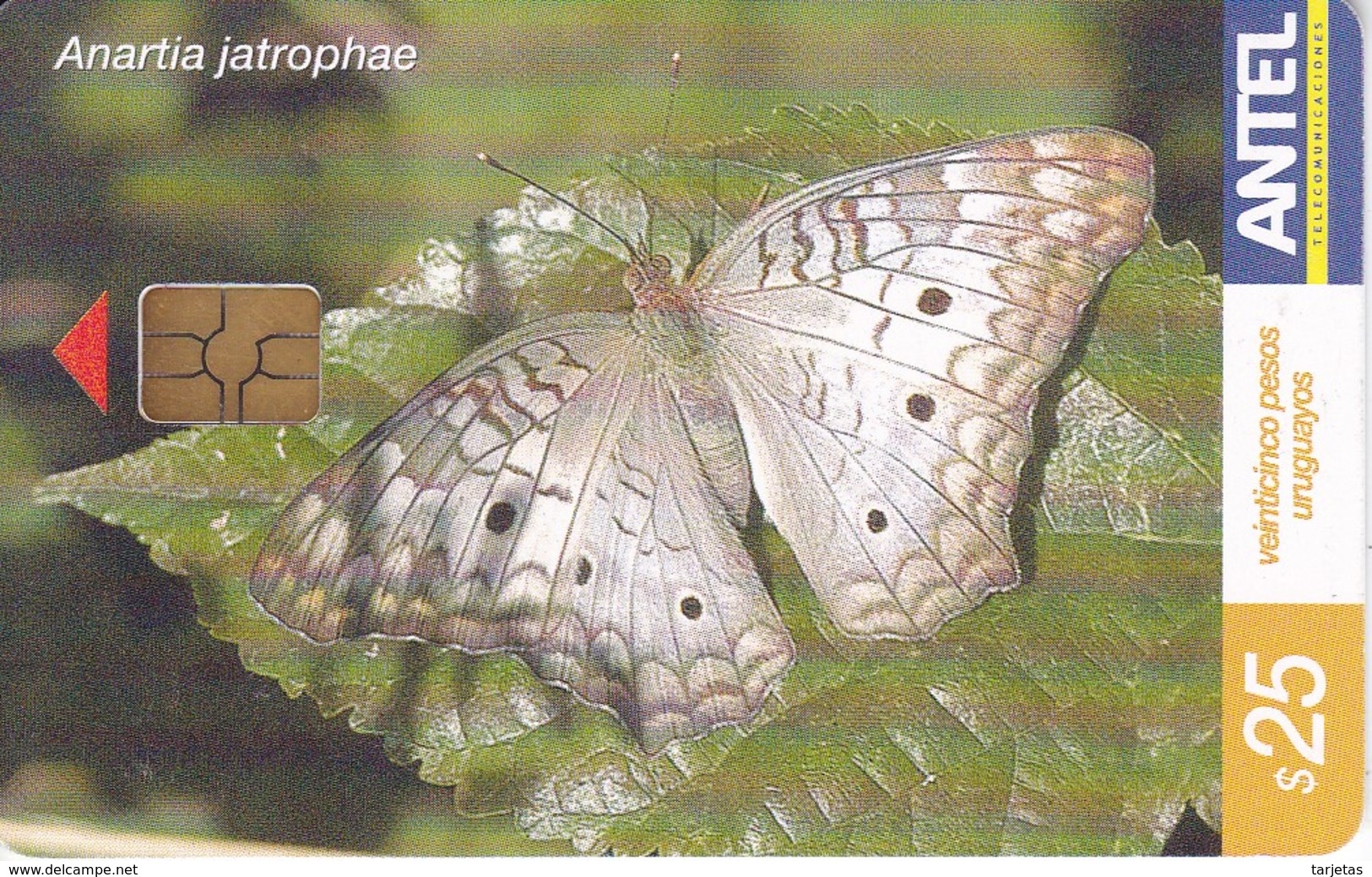 Nº 388 TARJETA DE URUGUAY DE UNA MARIPOSA (BUTTERFLY) - Uruguay