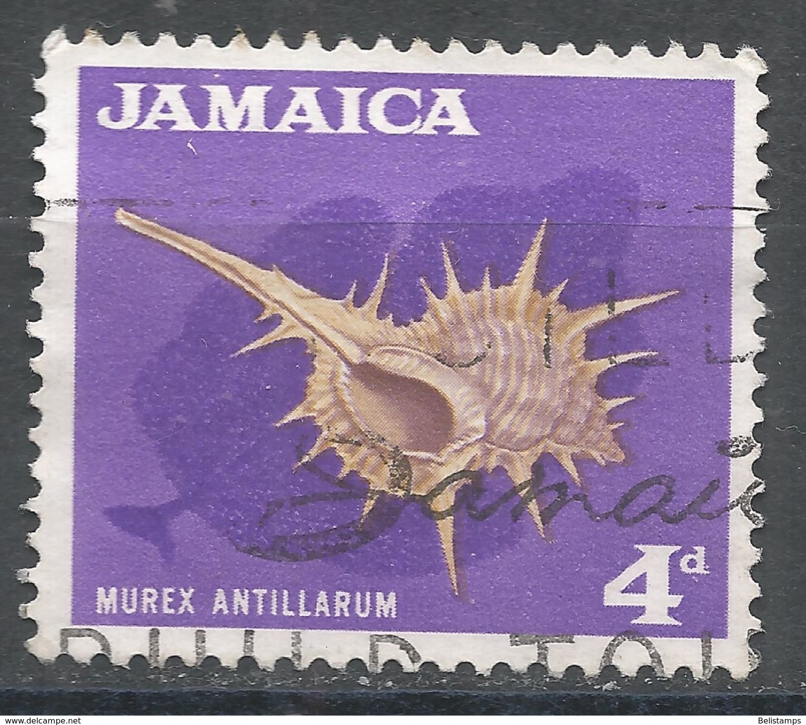 Jamaica 1964. Scott #222 (U) Murex Antillarum, Sea Shell - Jamaique (1962-...)