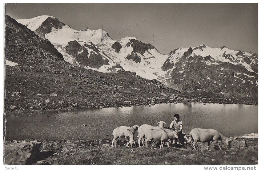 Suisse - Gadmen - Auf Dem Sustenpass - Alpage Moutons - Postmarked Meiringen 1952 - Gadmen 