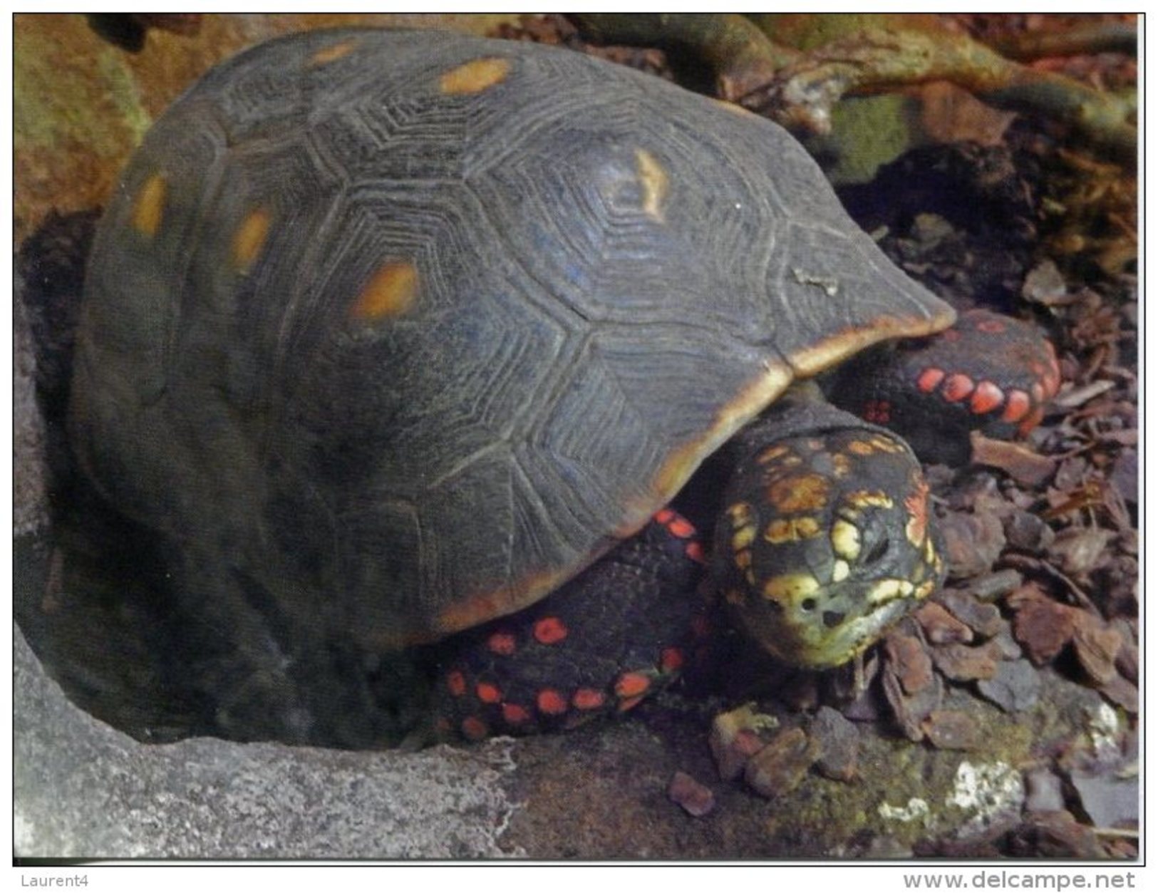 Red Footed Tortoise - Schildkröten