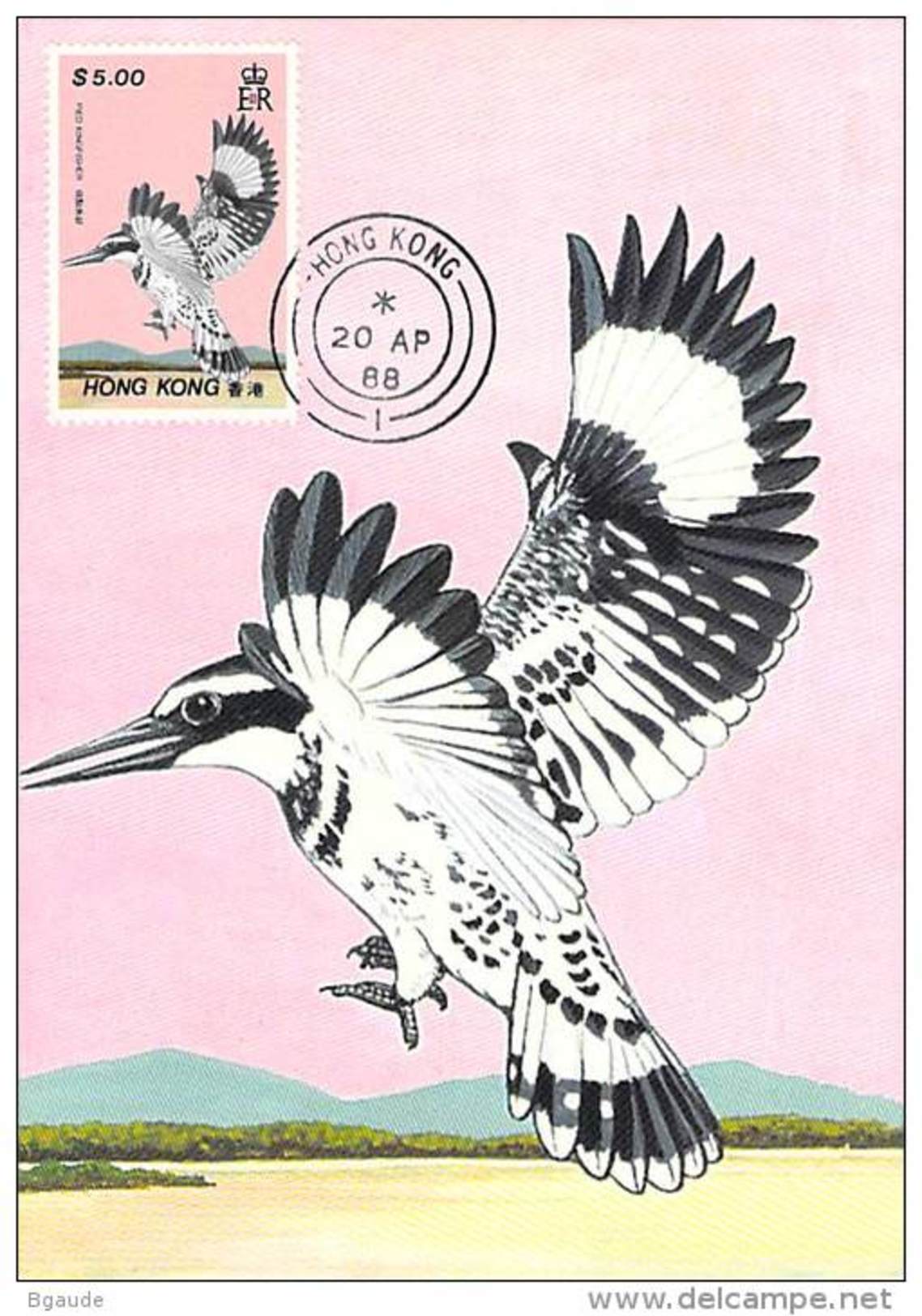 HONG-KONG CARTE MAXIMUM NUM. YVERT 531 FAUNE OISEAU PROTECTION DE LA NATURE - Cartoline Maximum