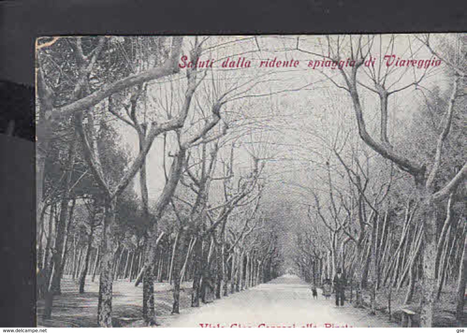 ITALIA 1931 - Viareggio - Viale Capponi Alla Pineta - Viareggio