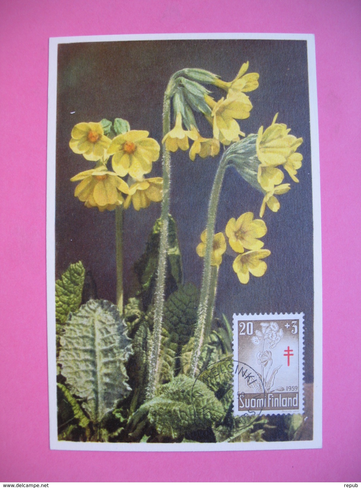 Carte-Maximum     1959 - Fleurs Primevères - Maximumkarten (MC)