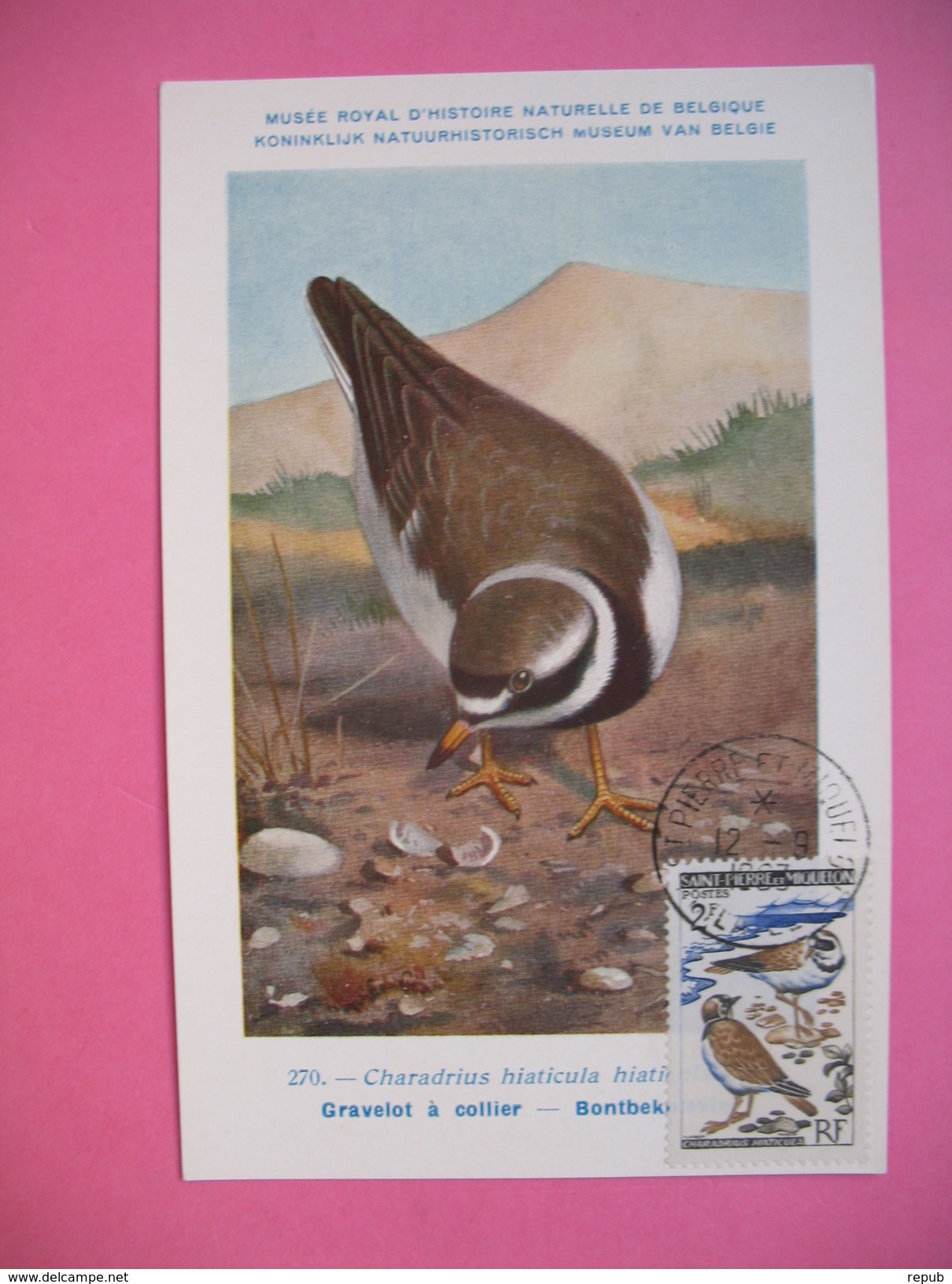 Carte-Maximum     1963 - Oiseaux  Gravelot  N° 366 - Maximum Cards