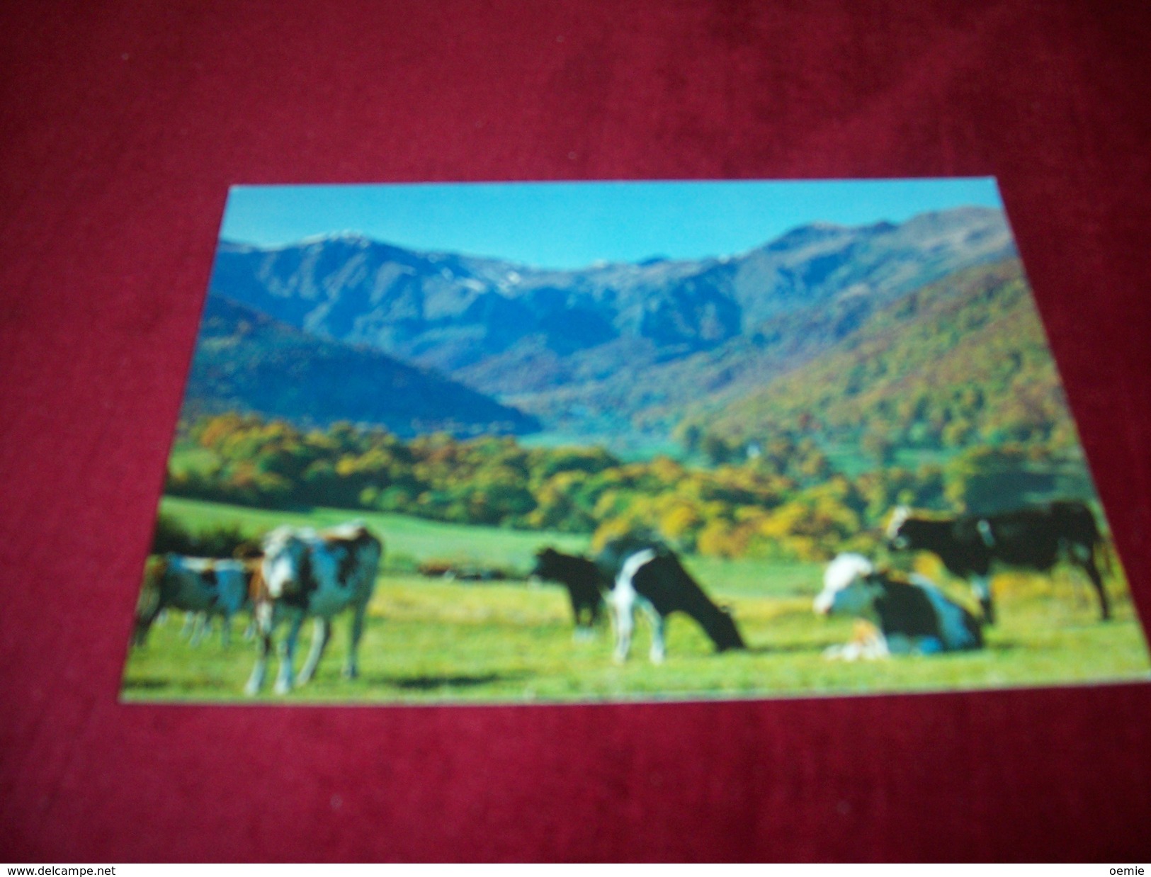 LES VACHES  °°   PATURAGE DANS LA VALLEE DE CHAUDEFOUR LE PUY FERRAND ET LA COUZE DE CHAMBON - Sonstige & Ohne Zuordnung