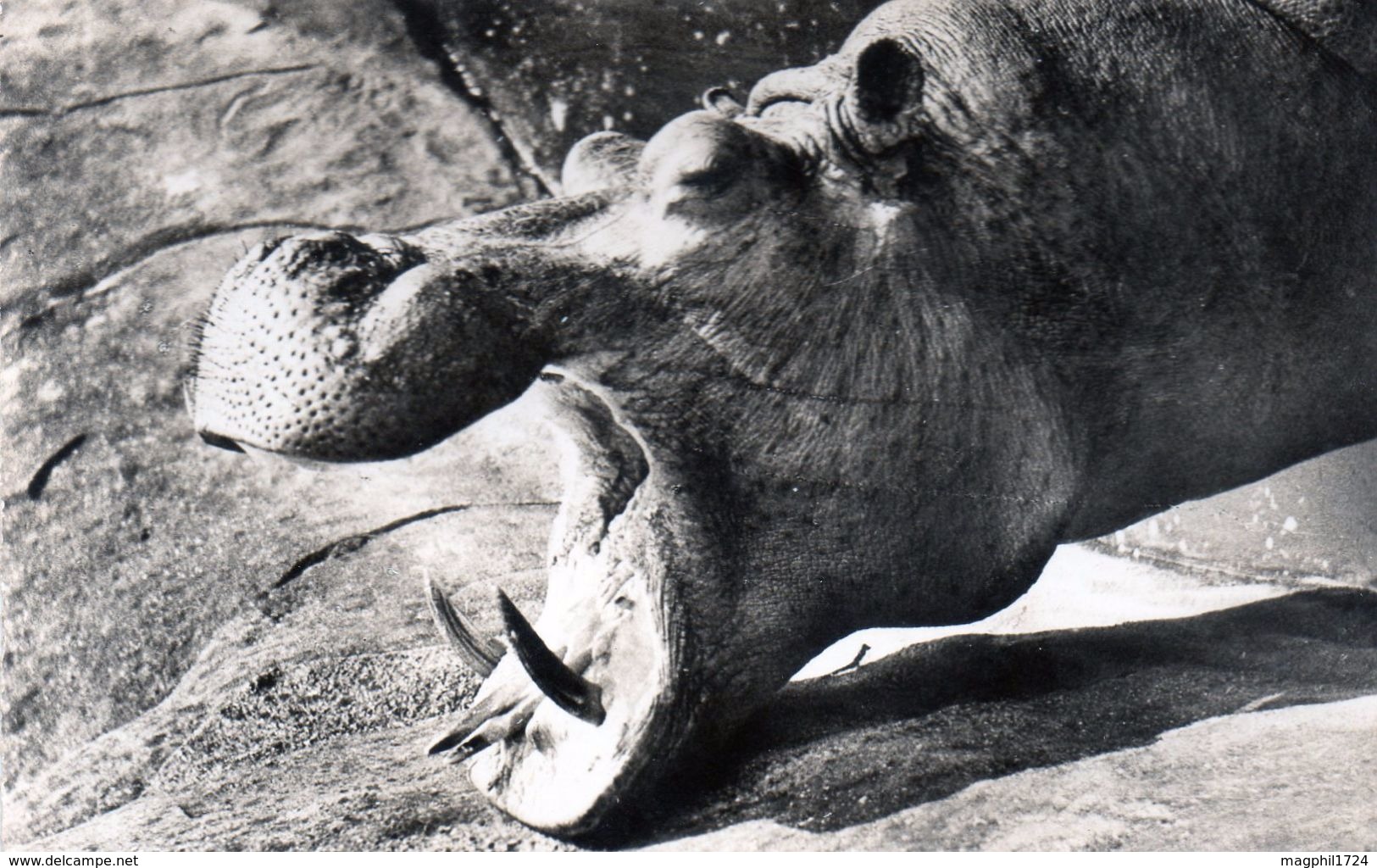 Cpsm Faune Africaine - Tète D Hippopotame - Hippopotames