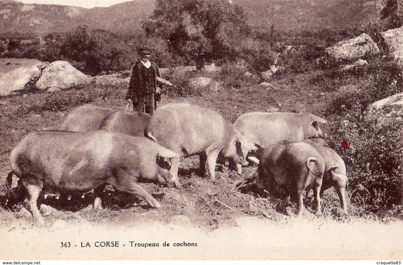 363   LA CORSE    TROUPEAU DE COCHONS    CARTE ANIMEE - Corse