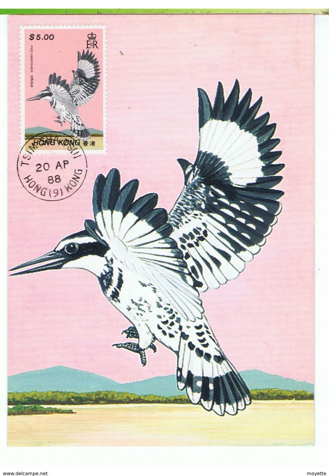 CARTE MAXIMUM-1988-HONG KONG-OISEAU PIED KINGFISCHER-VOIR CARTE TAMPON ET TIMBRE - Maximum Cards