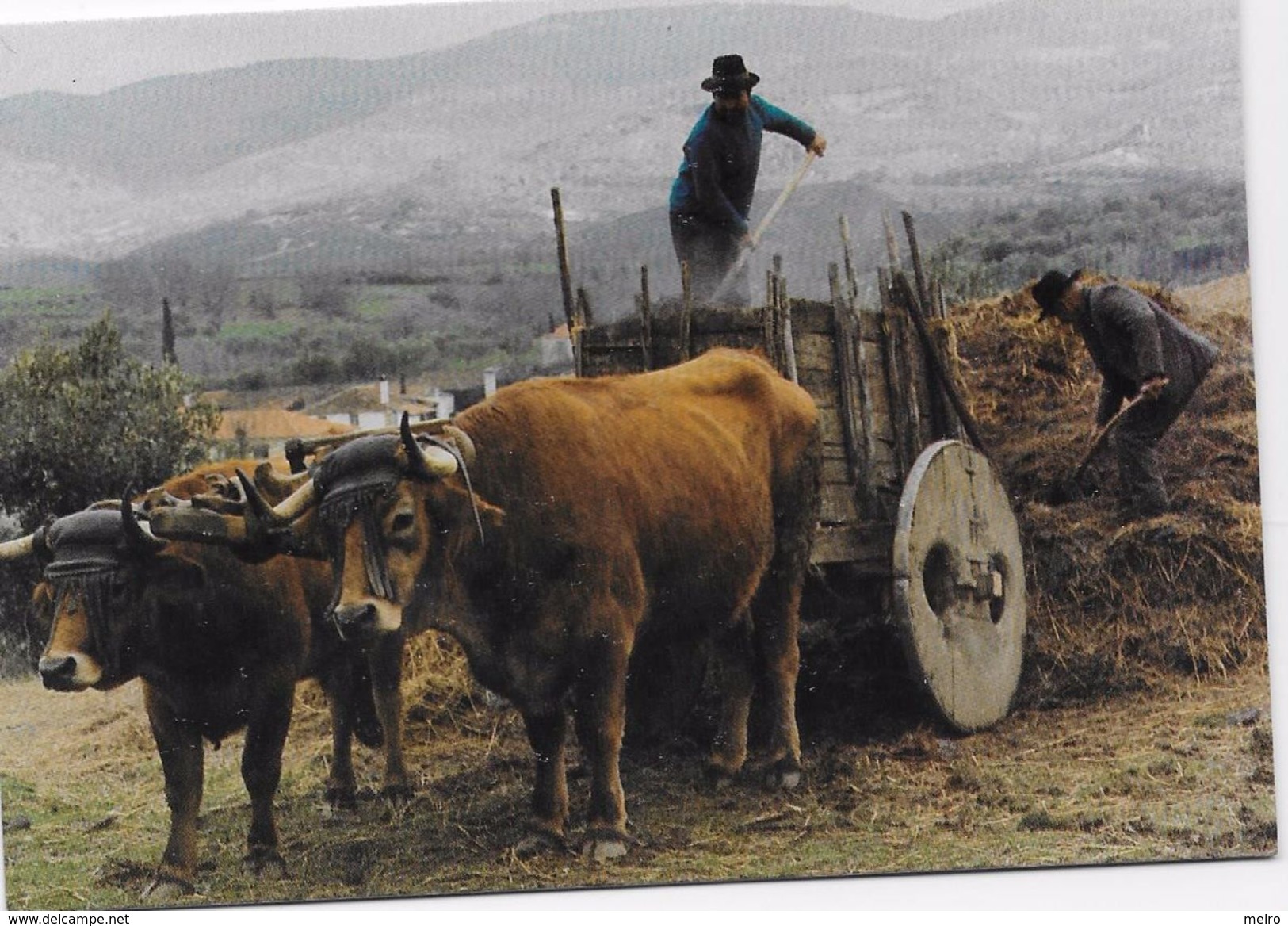 PORTUGAL- Macedo De Cavaleiros - Trabalho No Campo Carregando Um Carro De Bois. - Bragança