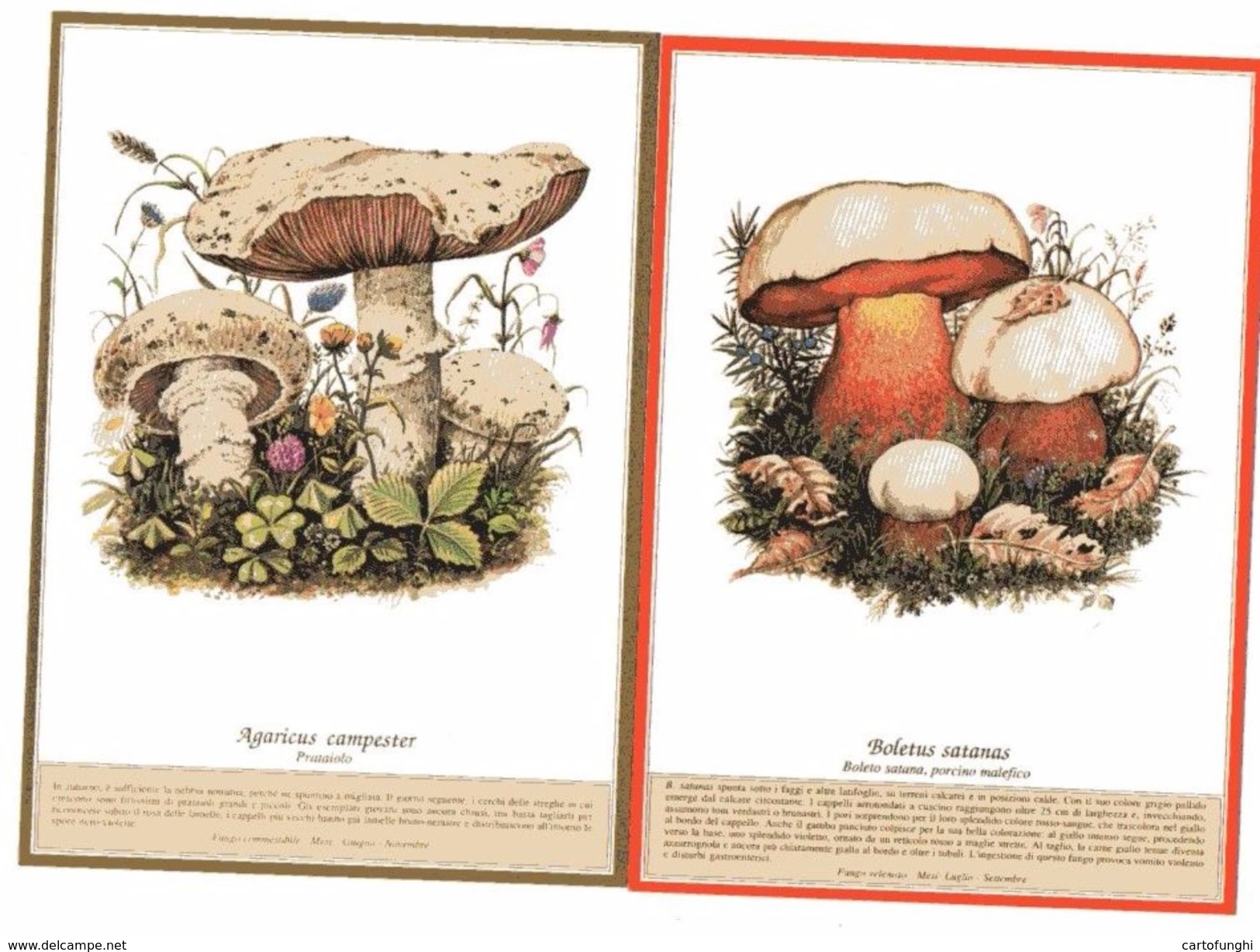 DUE  CARTOLINE BOLETUS SATANAS AGARICUS CAMPESTER FUNGHI MUSHROOMS CHAMPIGNONS  PILZ SETAS - Funghi