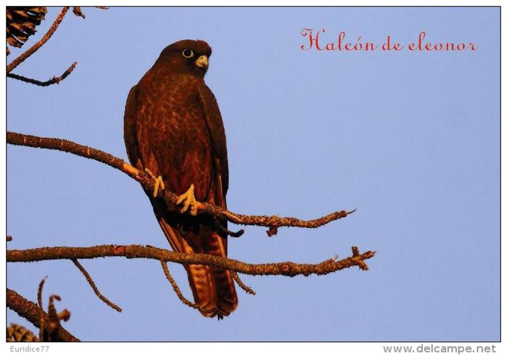 Aves Rapaces De La Peninsula Iberica (birds Of Prey) Postcard Collection  - Size:15x10 Cm.aprox. - Pájaros