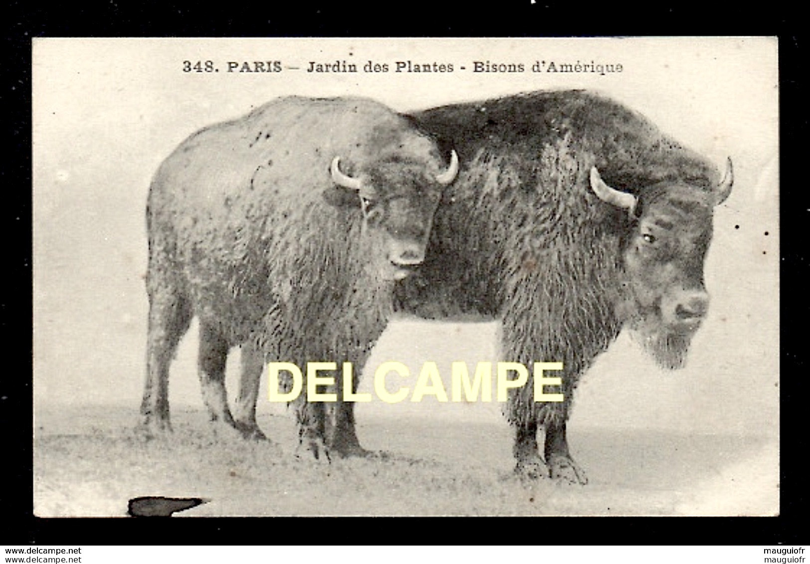 DF / 75 PARIS / JARDIN DES PLANTES / BISONS D' AMÉRIQUE - Parks, Gardens