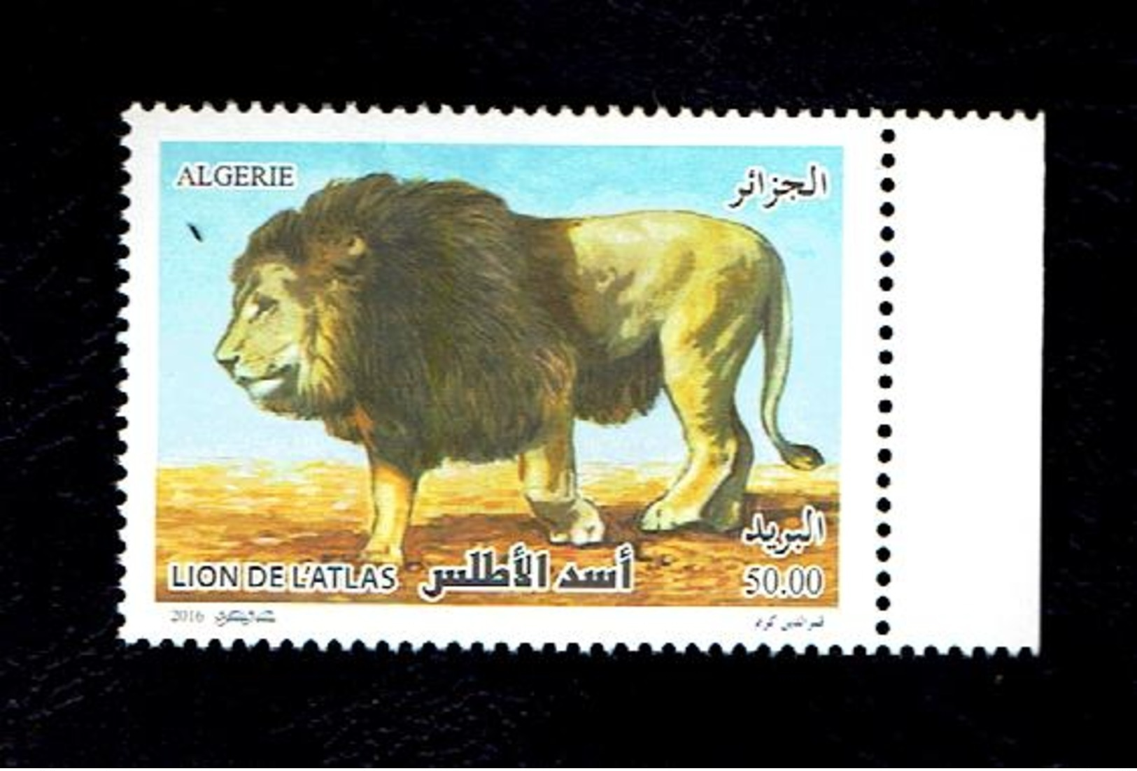 Algérie-Algeria-Algerien -la Nouvelle émission Le Lion De L'Atlas 14/12/2016 - Felini