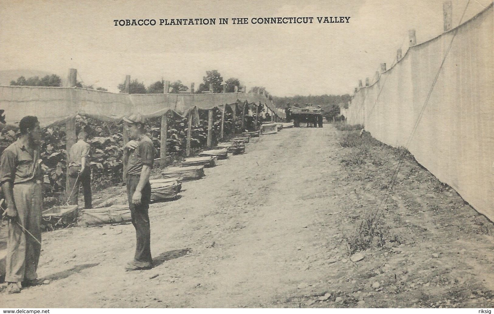 Tobacco Plantation In The Connecticut Valley.   S-3852 - Tabak