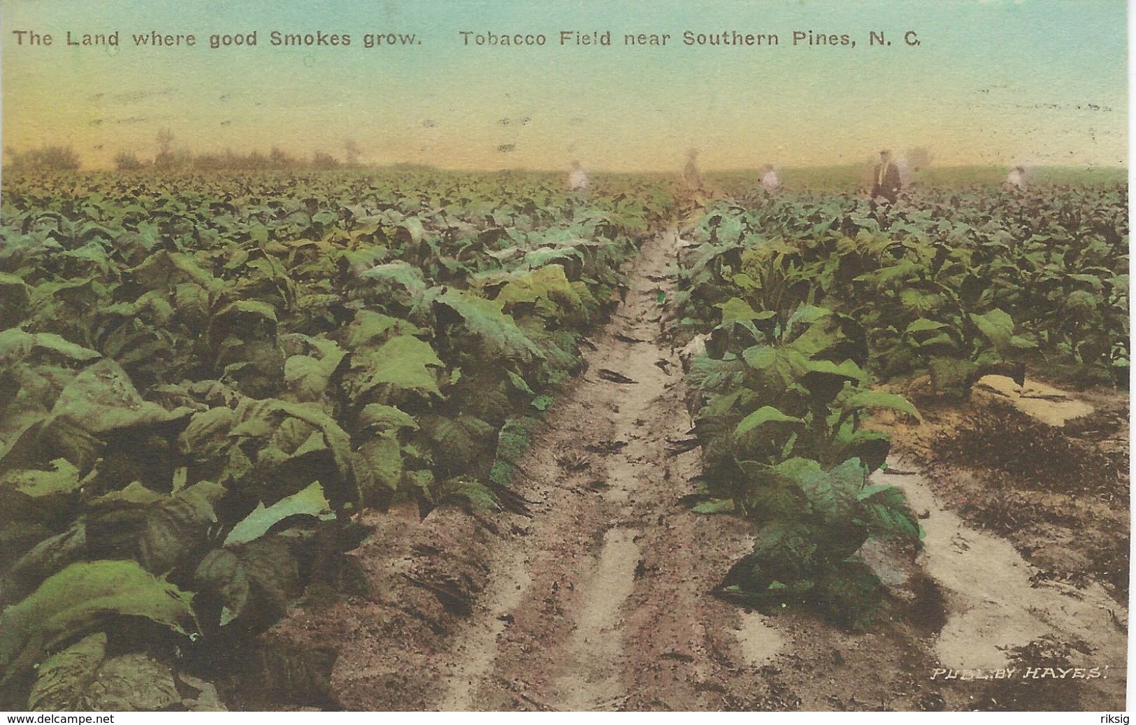 Tobacco Field Near Southern Pines. N. C.    S-3853 - Tabak