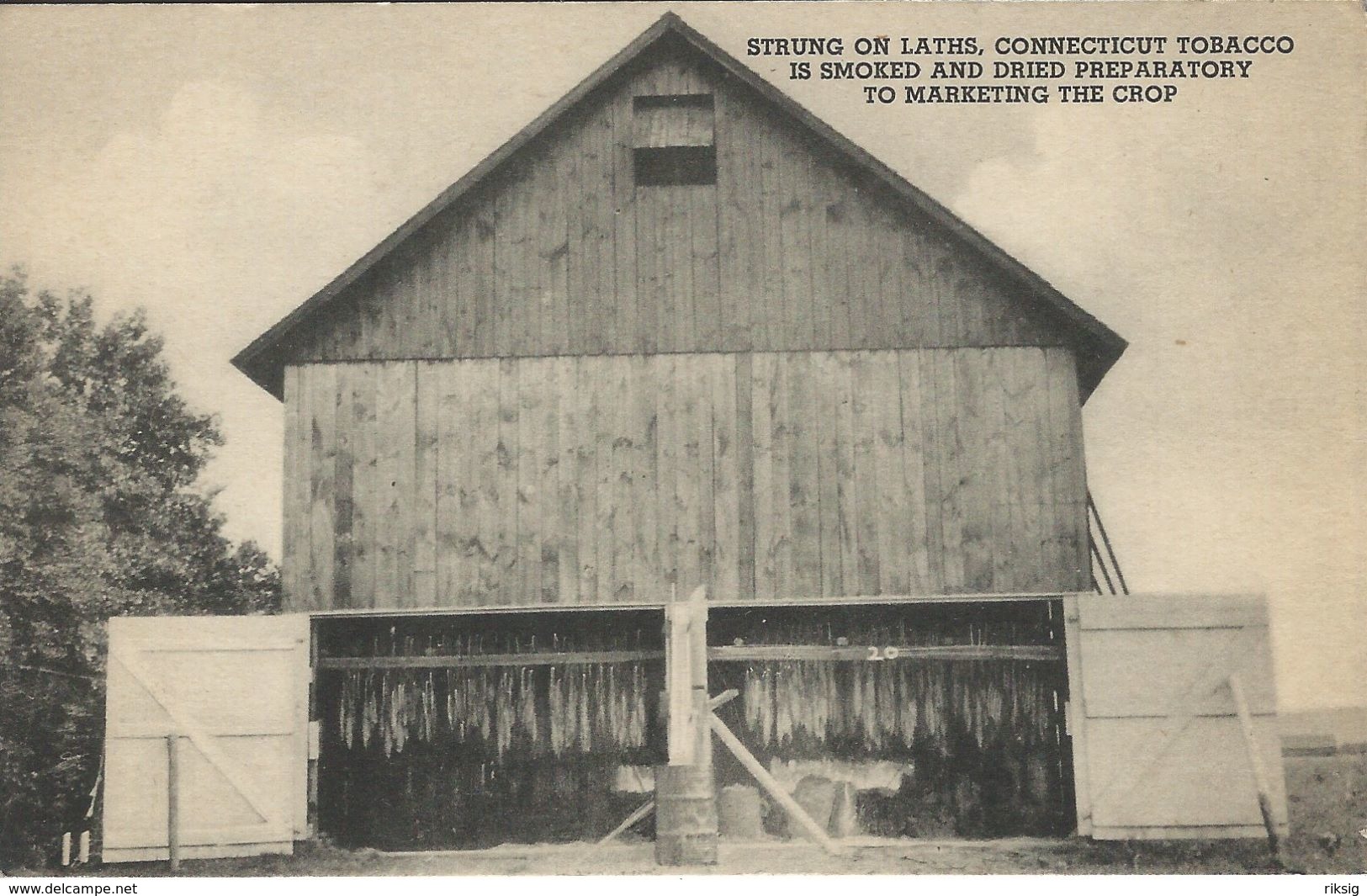 Tobacco  Strung On Laths. Connecticut.    S-3854 - Tabac