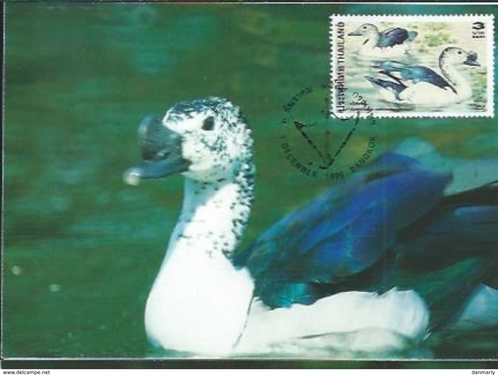 THAILANDE : CARTE MAXIMUM 1/12/96 " Canards Divers " Bangkok - Collections, Lots & Séries