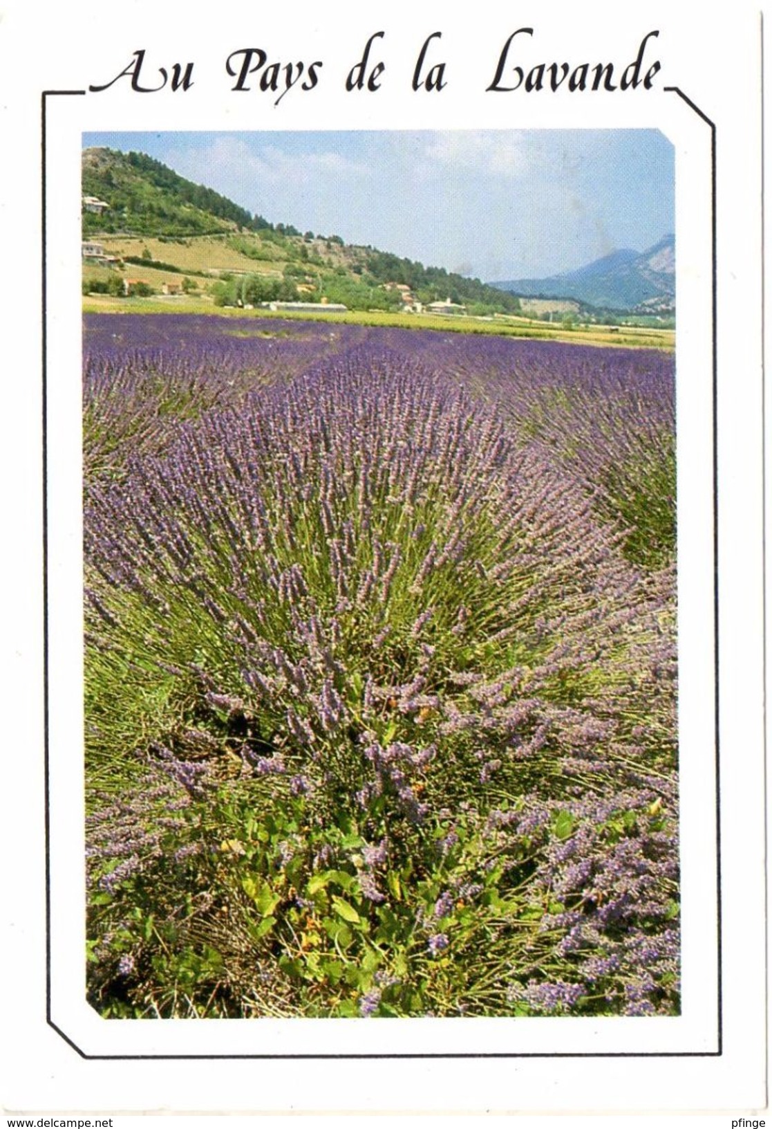 Au Pays De La Lavande ( Luc-en-Diois, 1997 ) - Plantes Médicinales