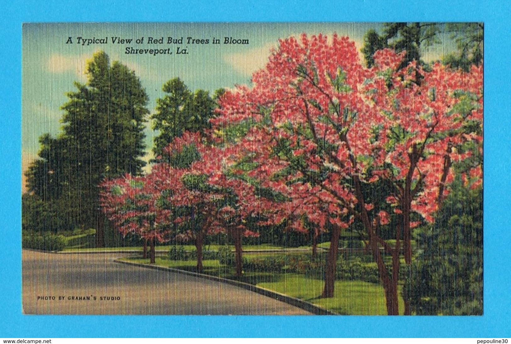 ** A TYPICAL VIEW OF RED BUD TREES IN BLOOM SHREVEPORT LA ** - Shreveport