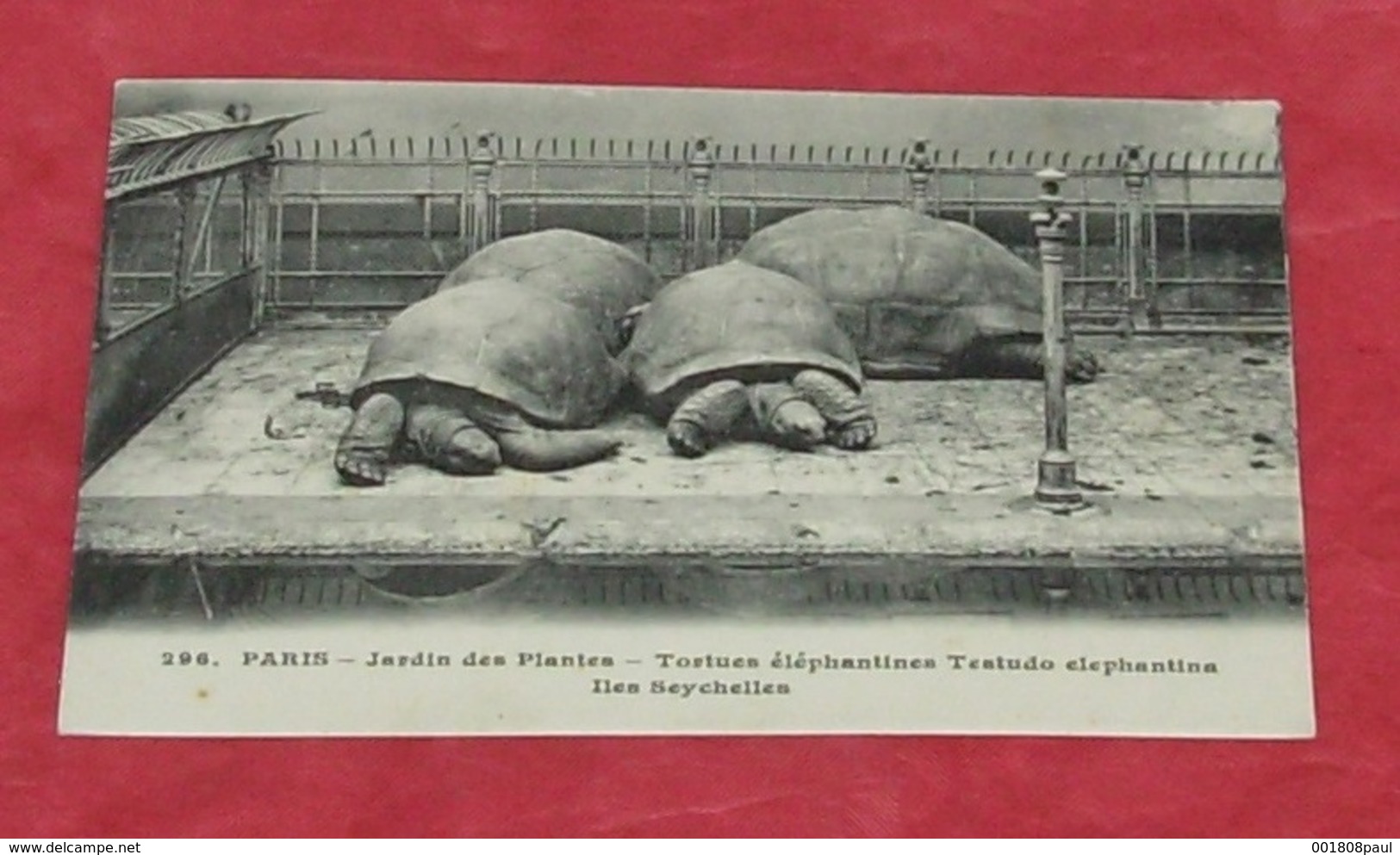75 - Paris - Jardin Des Plantes - Tortue éléphantines , Iles Seychelles :::: Zoo - Animaux   ---------- 430 - Schildkröten