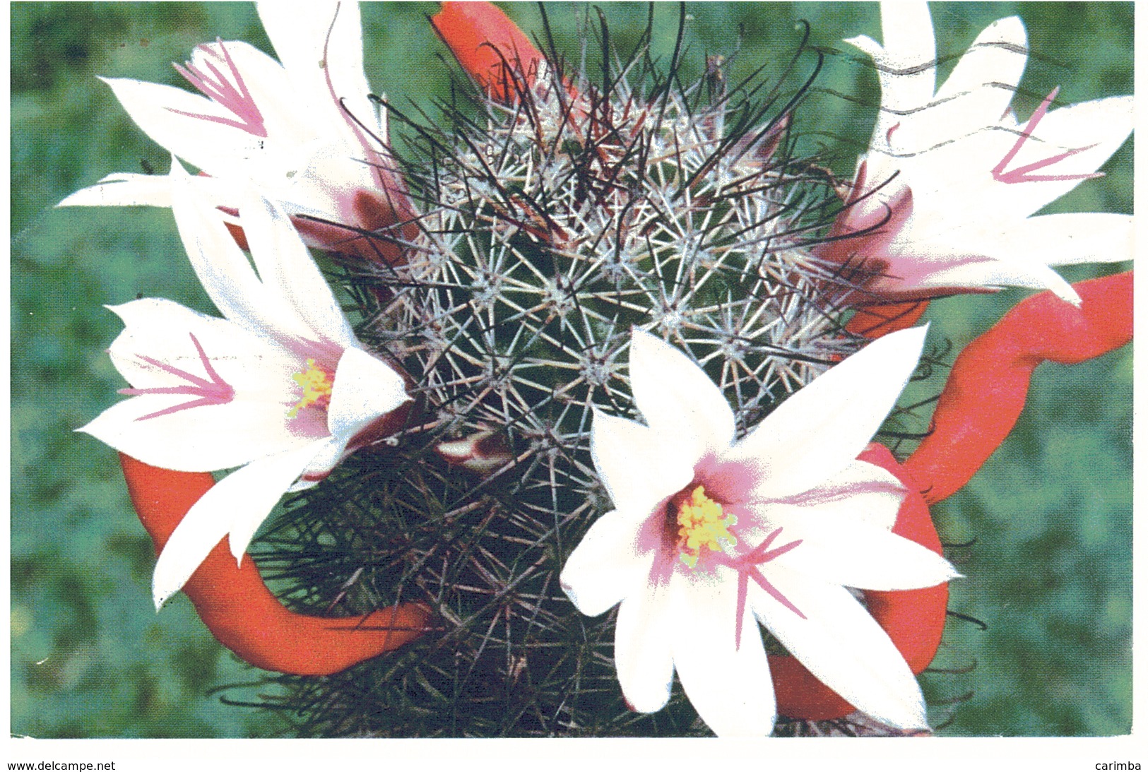 MOSTRA DI PIANTE GRASSE MODENA 8-9 SETTEMBRE 2001 - Cactus